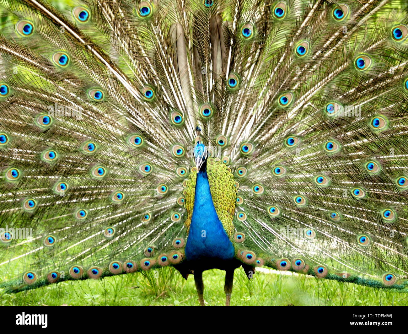 Peacock, bird, feather, nature, tail, animal, poultry, dance, wild animal,  neck, green pine color, vibrant color Stock Photo - Alamy