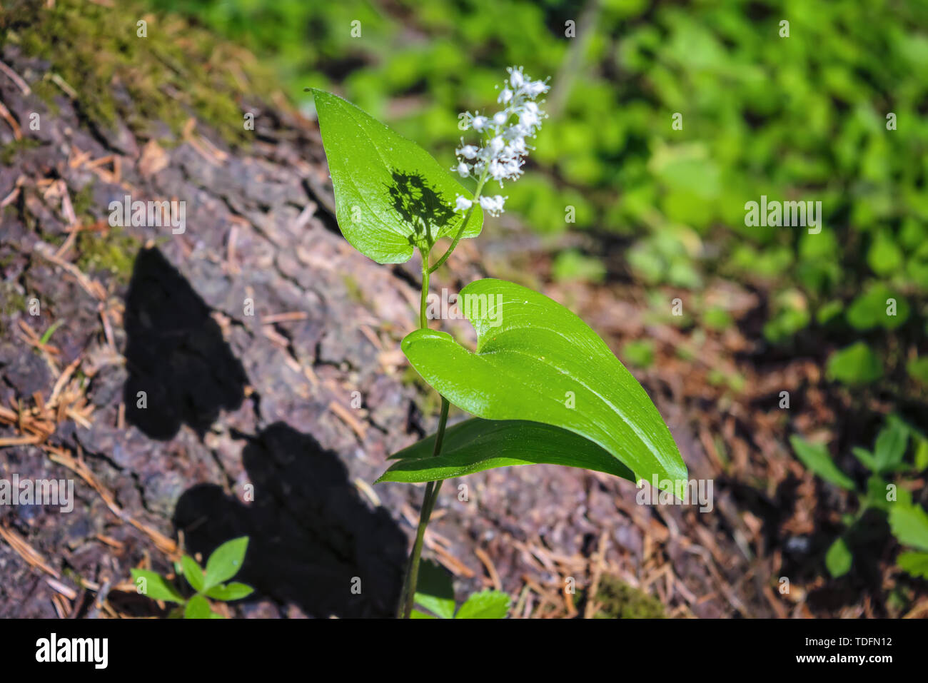 Maianthemum bifolium in magical evening light with shadows and sunrays. Stock Photo