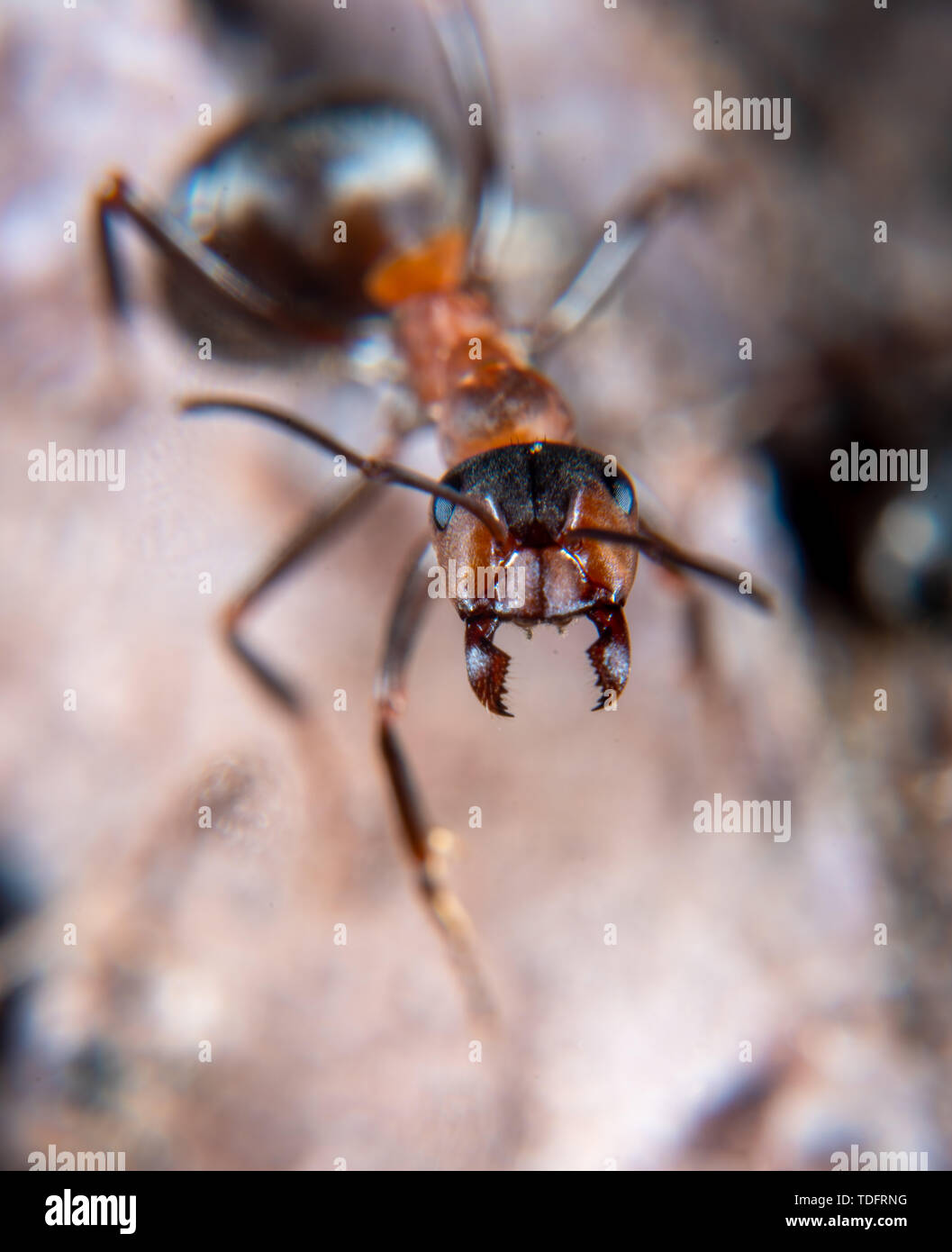 Aggressive Red wood ant portrait close up Stock Photo Alamy
