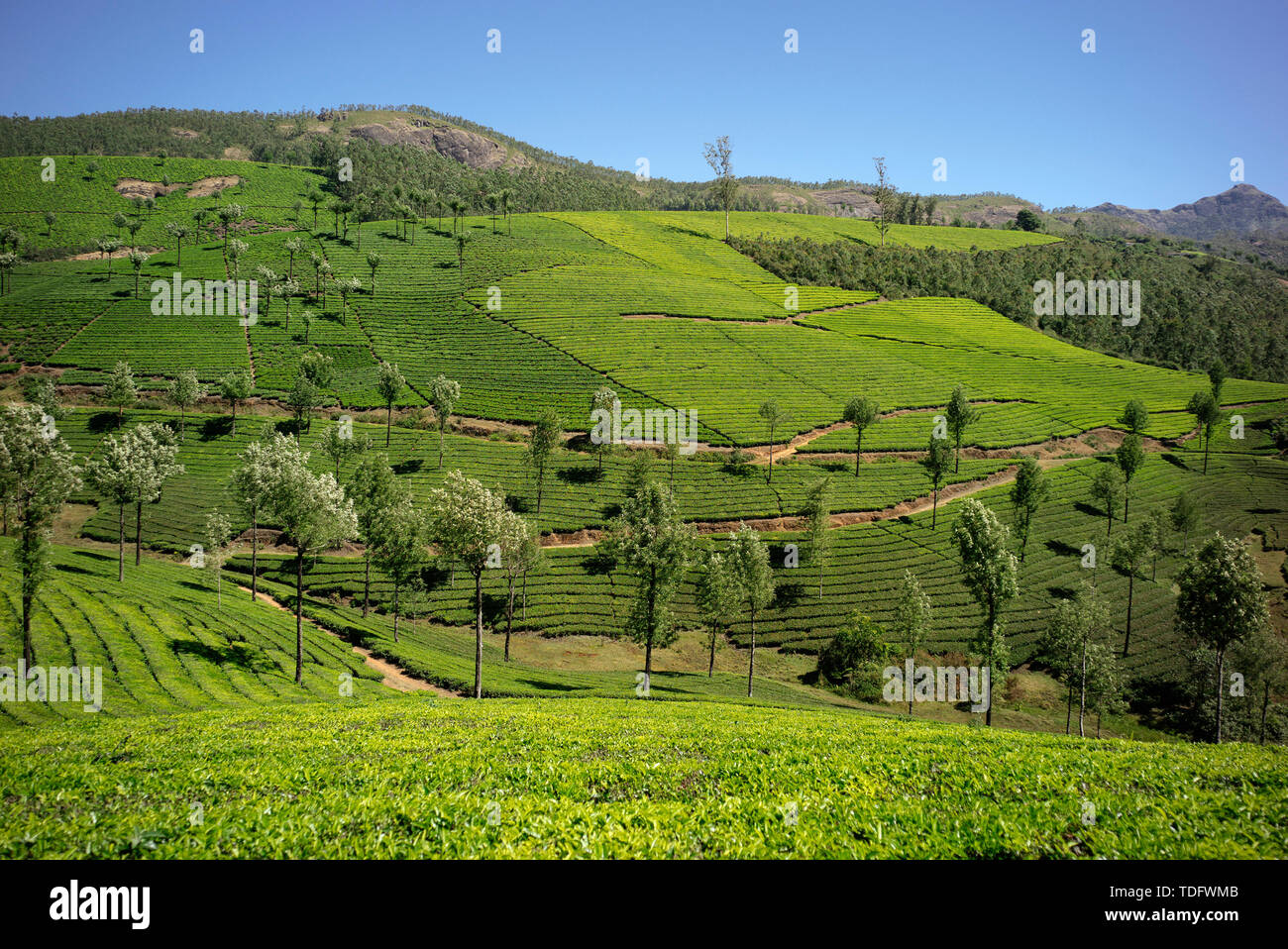 the-tea-plantations-of-munnar-in-kerala-india-stock-photo-alamy