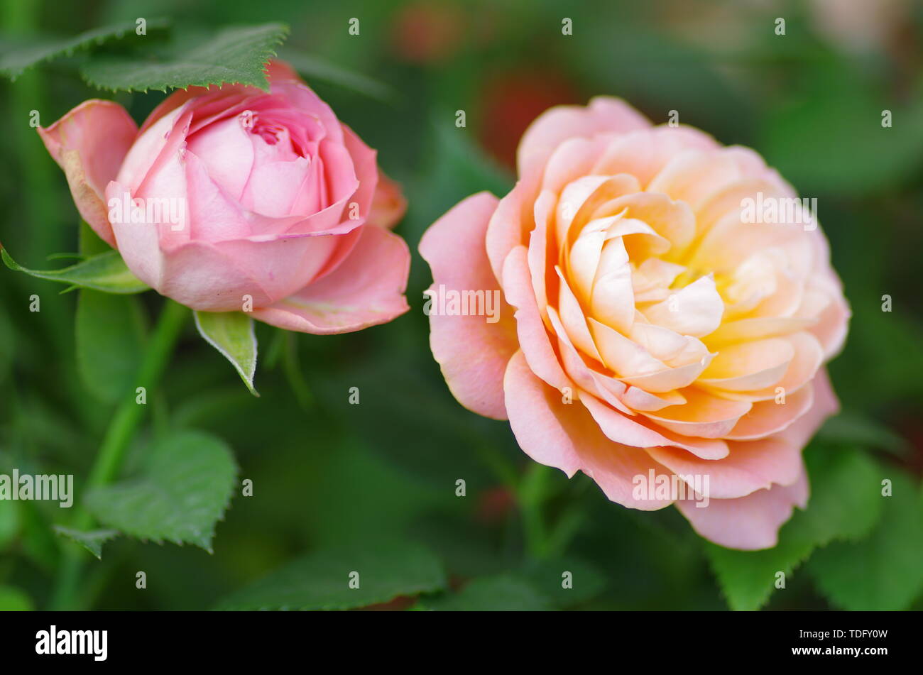 Beautiful pictures of roses hi-res stock photography and images - Alamy