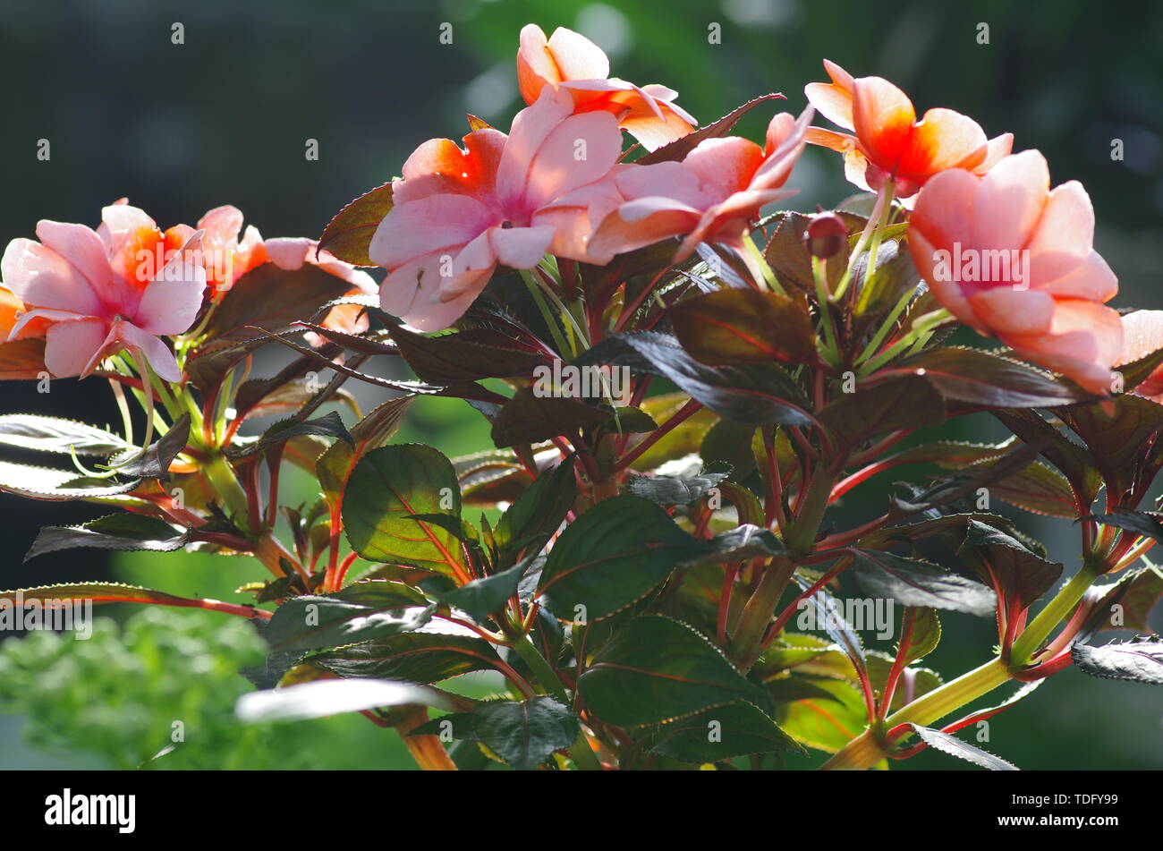 Long lived plants hires stock photography and images Alamy