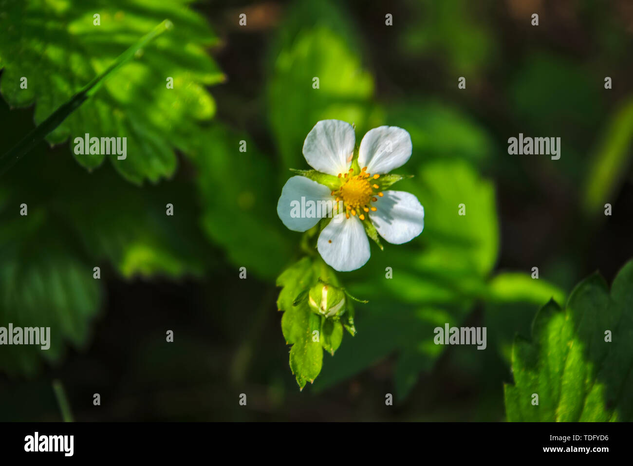Wild strawberry white flower with blurred green background Stock Photo ...