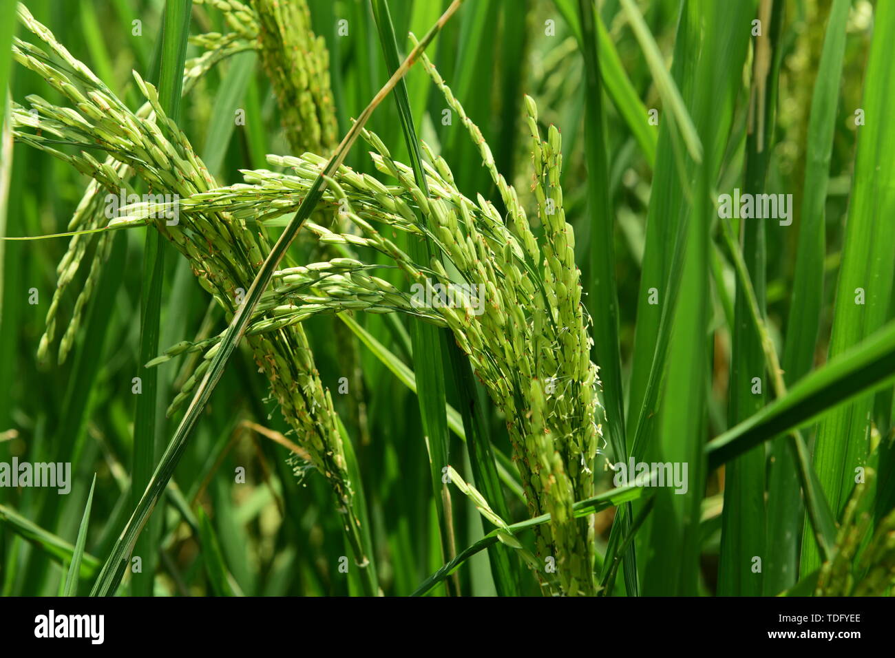 Rice spike paddy field, rice Stock Photo - Alamy