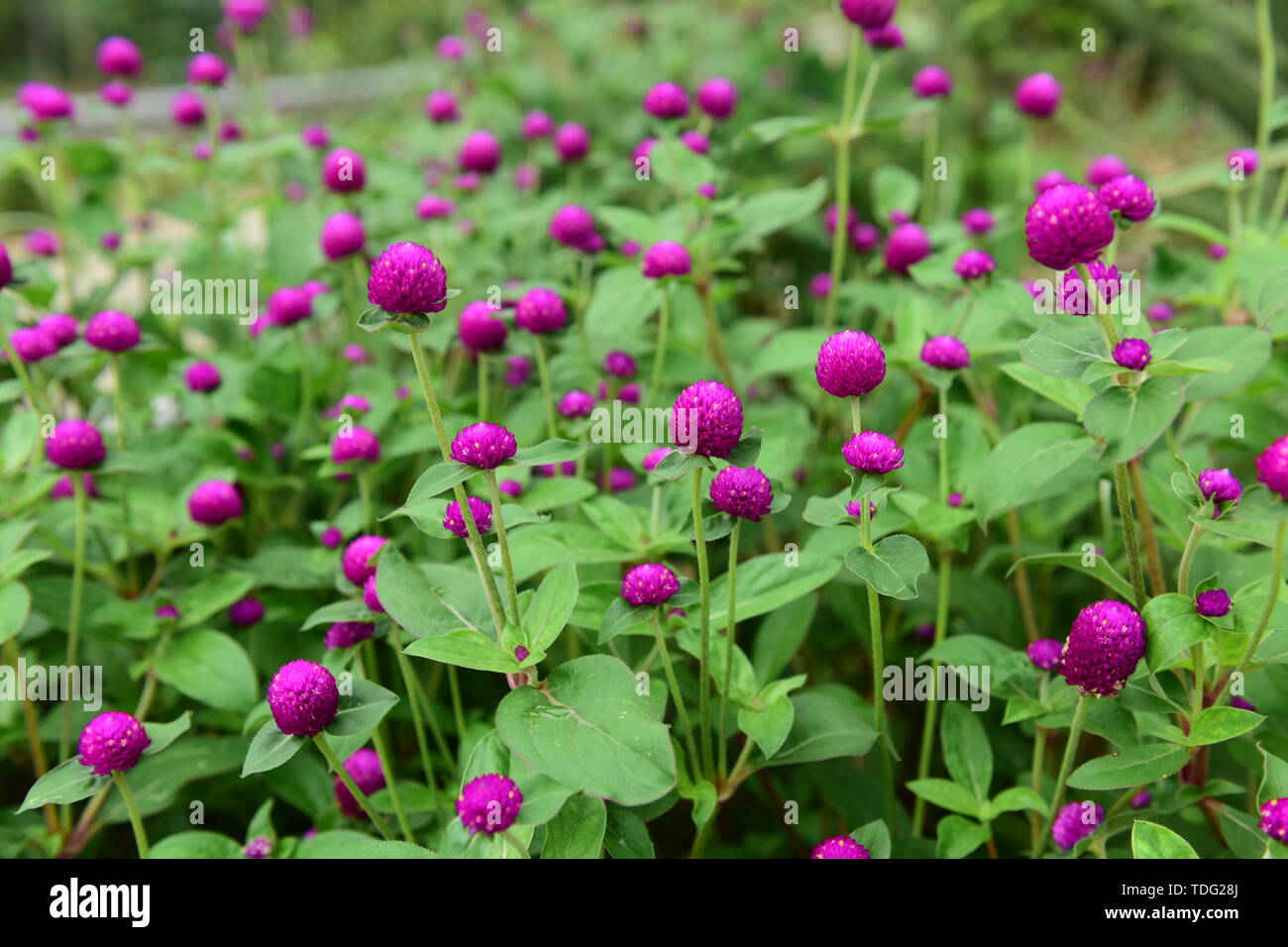 Thousand Flower High Resolution Stock Photography and Images Alamy