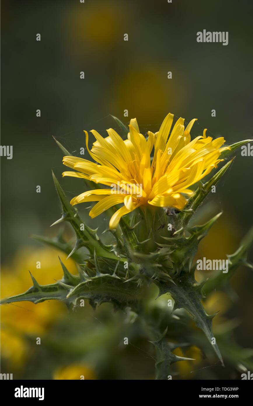 Spanish oysterthistle or the Common golden thistle Colymus hispanicus Stock Photo Alamy