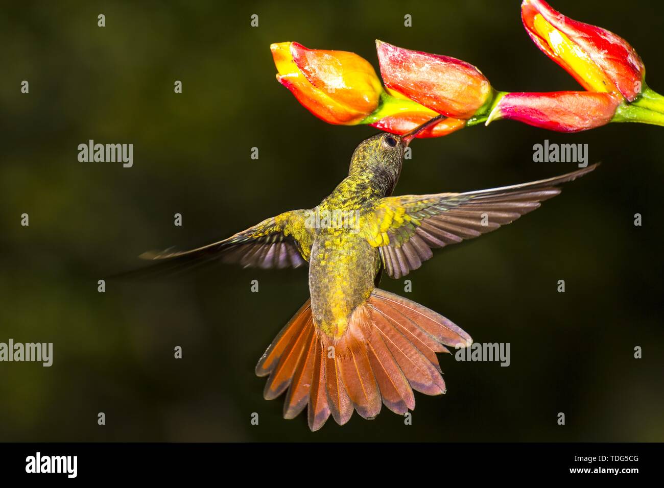 Rufous-tailed hummingbird, Amazilia tzacatl nectaring Stock Photo