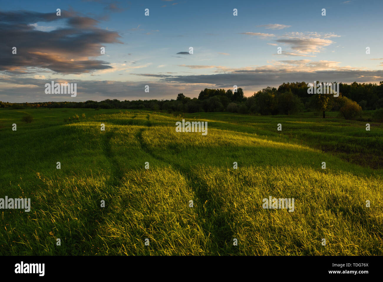 Car tracks in the high field grass during a dramatic sunset. The grass swaying in the wind, deep shadows coming and bringing twilight. Stock Photo