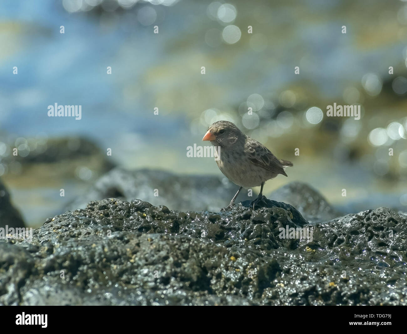 a female  medium ground finch forages for food on isla santa cruz the galalagos islands, ecuador Stock Photo