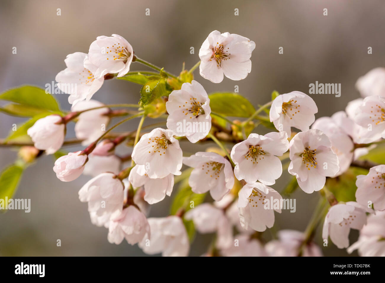 A group of white cherry blossoms with pink tint. Stock Photo