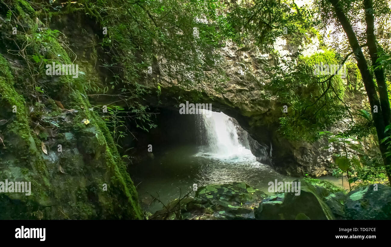 natural bridge and the rain forest creek in springbrook national park Stock Photo