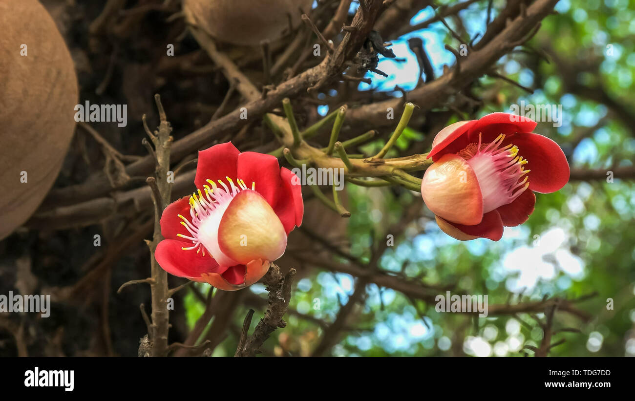 close up of colorful cannonball tree flowers growing on a tree in rio de janeiro, brazil Stock Photo