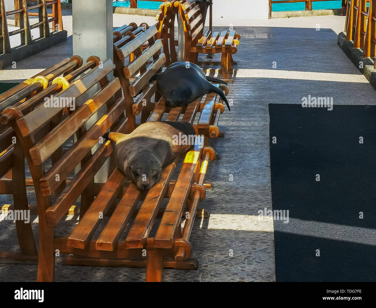 two sea lions resting on a bench at the marina in puerto ayora in the galapagos islands, ecuador Stock Photo