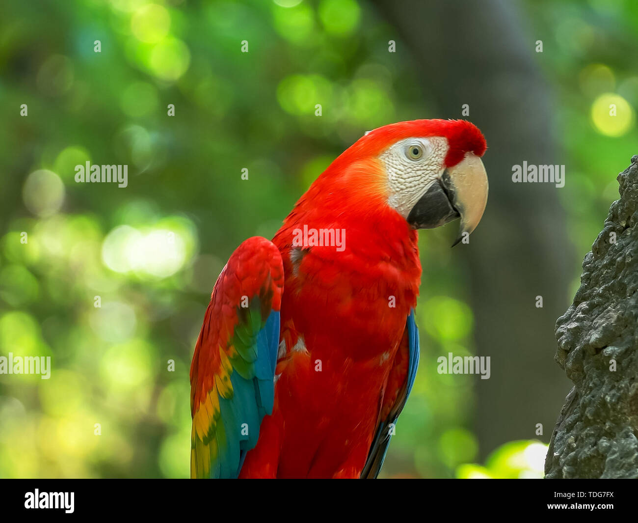 Close Up Of A Scarlet Macaw Parrot In A Park In Ecuador Stock Photo Alamy