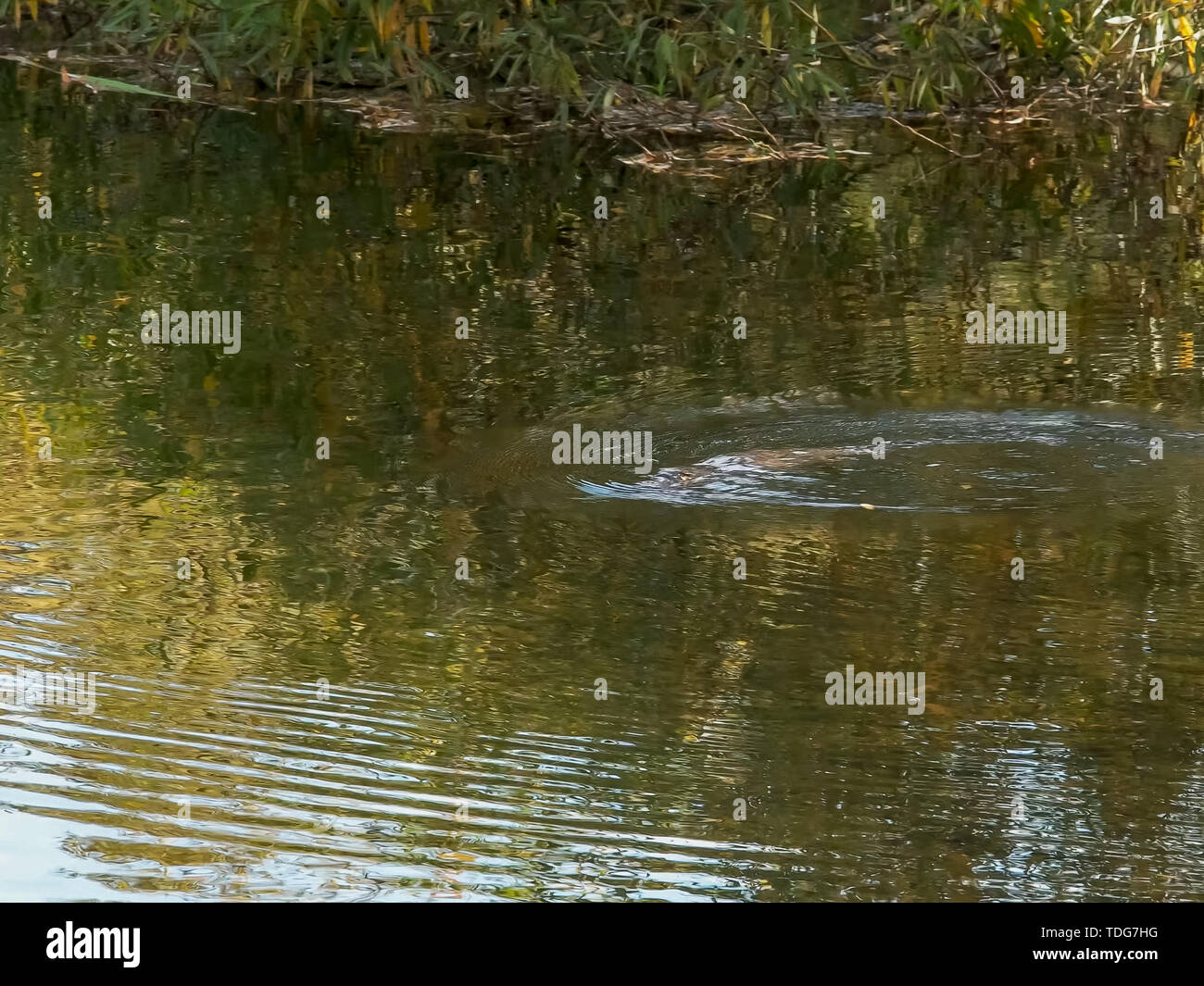 long shot of a platypus swimming in a river in tasmania, australia Stock Photo