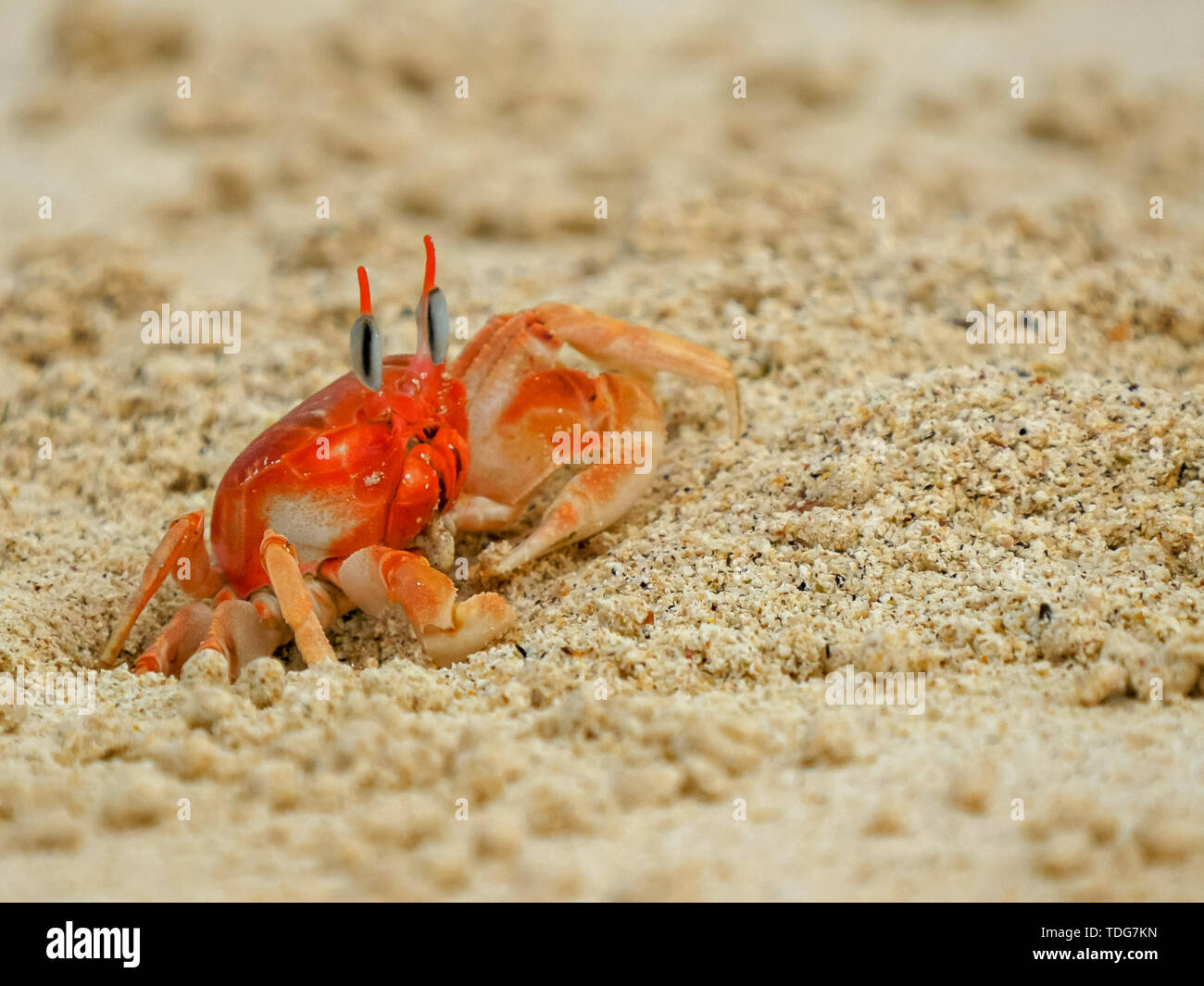 a ghost crab on a beach at isla san cristobal in the galapagos islands, ecuador Stock Photo