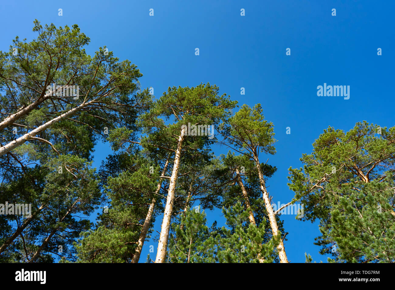 Tall pines and blue sky. High trunks of pines from the ground to the sky. Centered view with bright blue sky background. Pines for construction Stock Photo