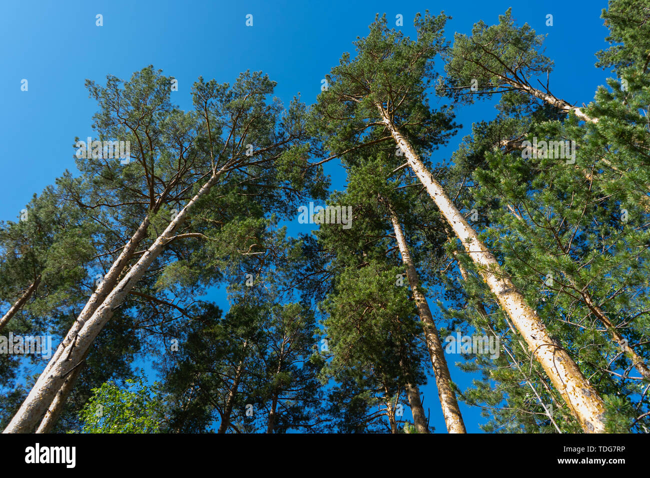 Tall pines and blue sky. High trunks of pines from the ground to the sky. Centered view with bright blue sky background. Pines for construction Stock Photo