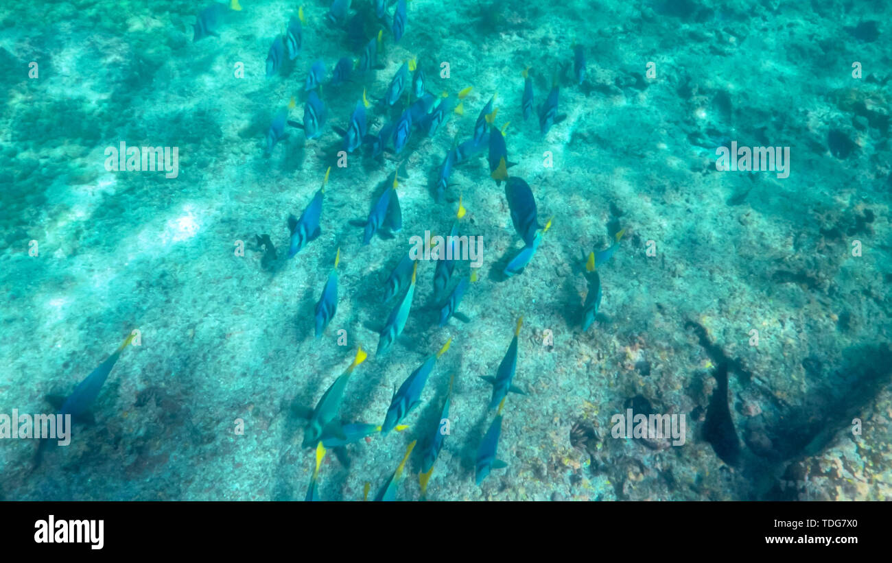 high angle shot of a school of yellow-tailed surgeonfish at isla espanola islands, ecuador Stock Photo