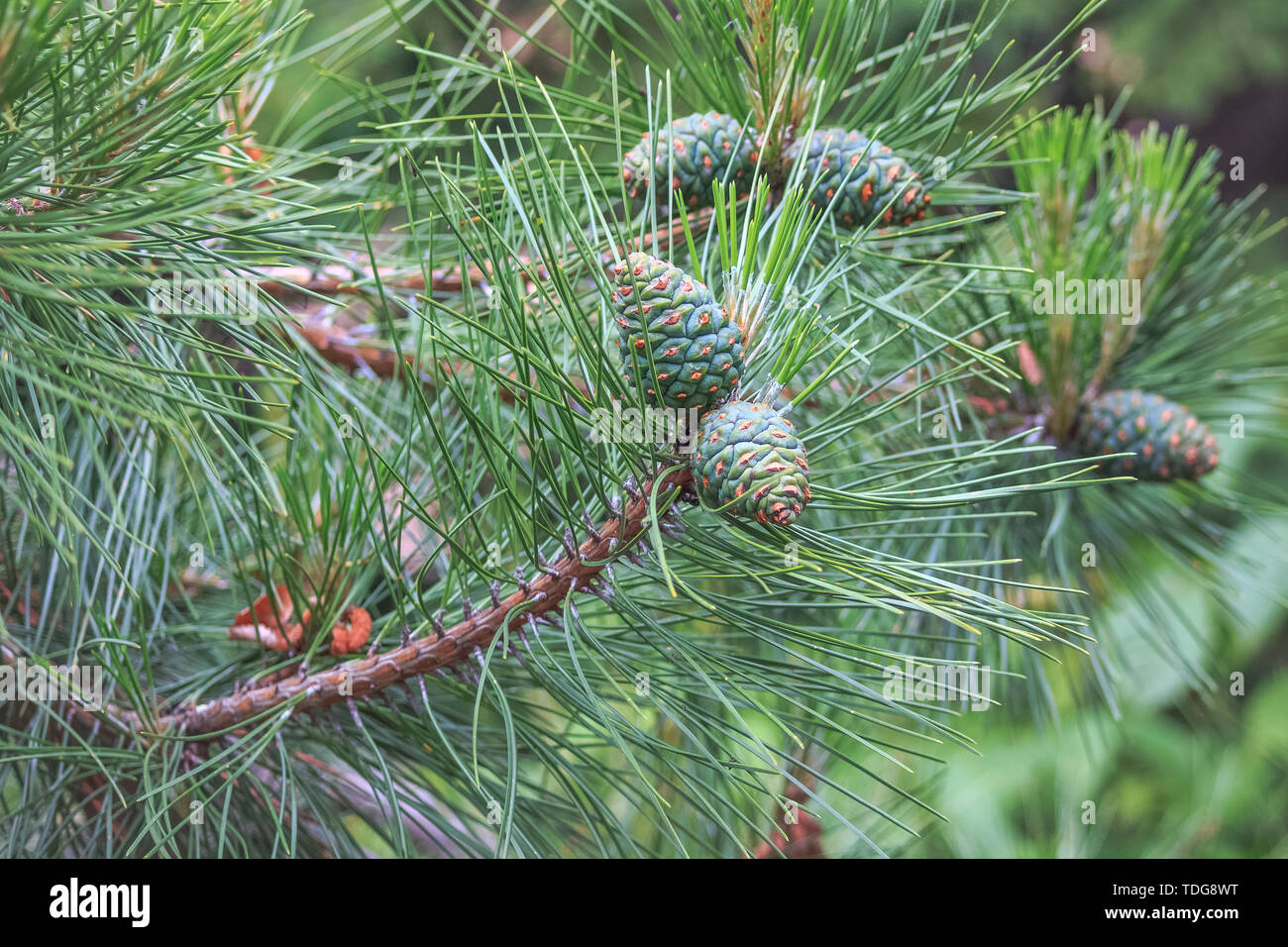 Young and green cones on pine branches. Stock Photo