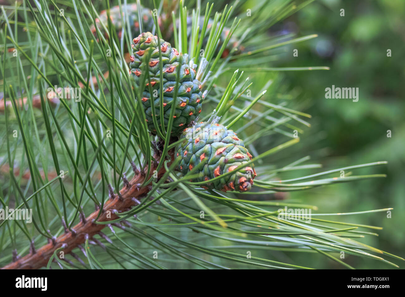 Young and green cones on pine branches. Stock Photo