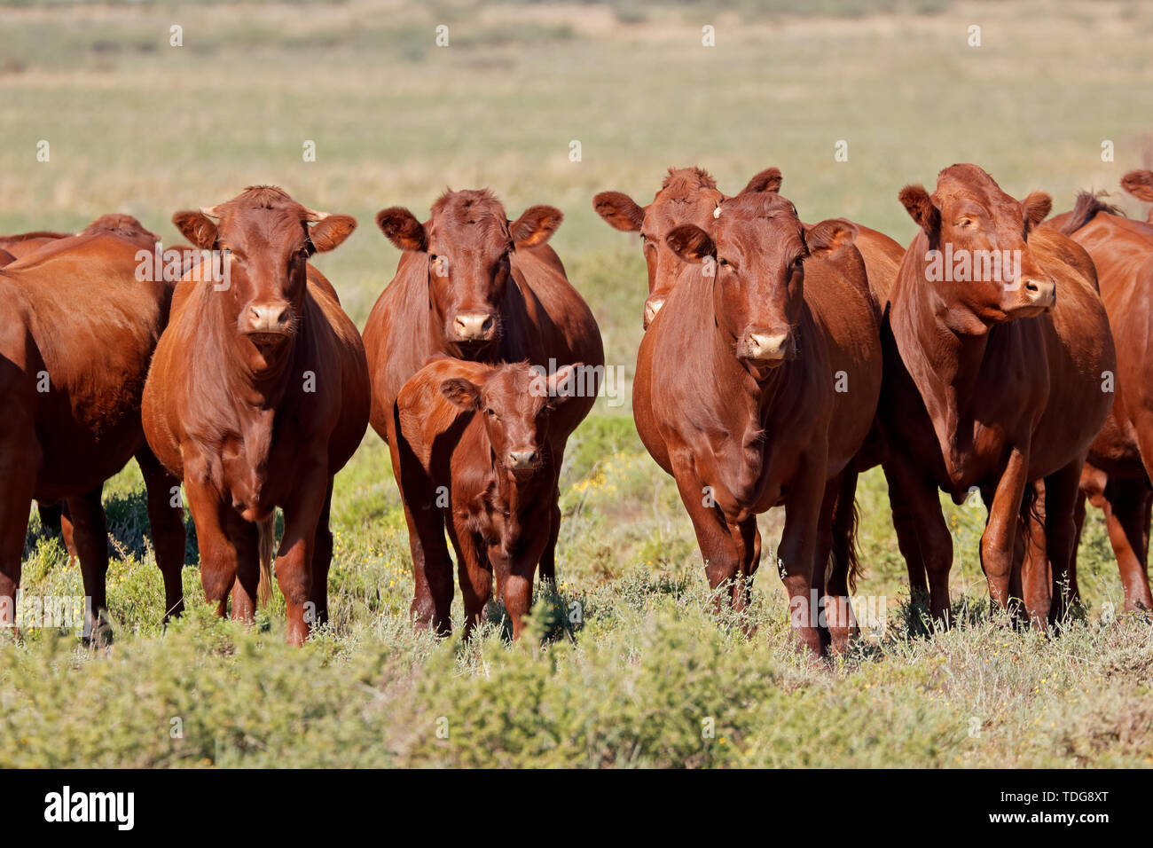 Small herd of free-range cattle on a rural farm, South Africa Stock Photo