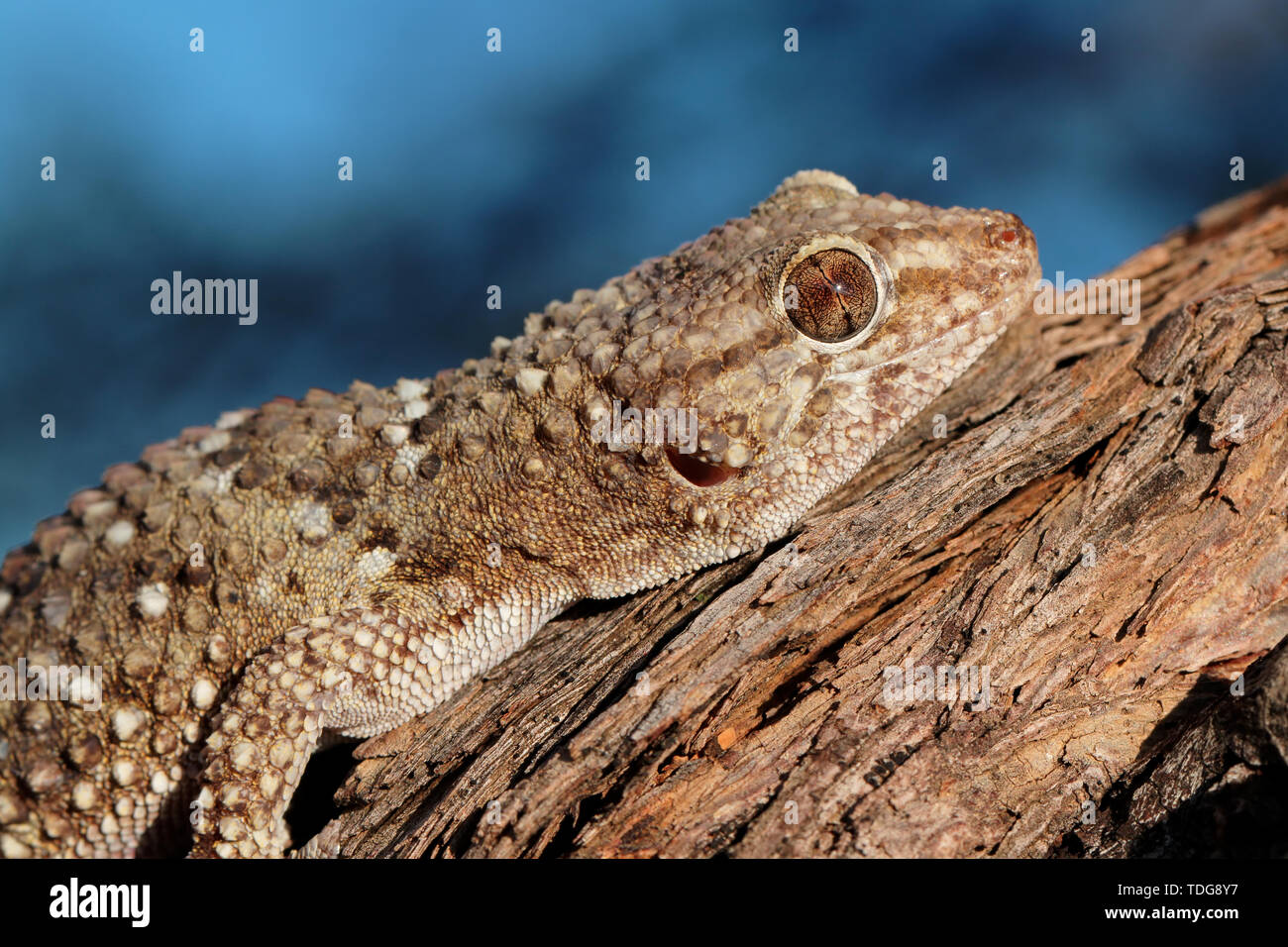 Portrait of a bibron gecko (Pachydactylus bibronii), Kalahari desert, South Africa Stock Photo