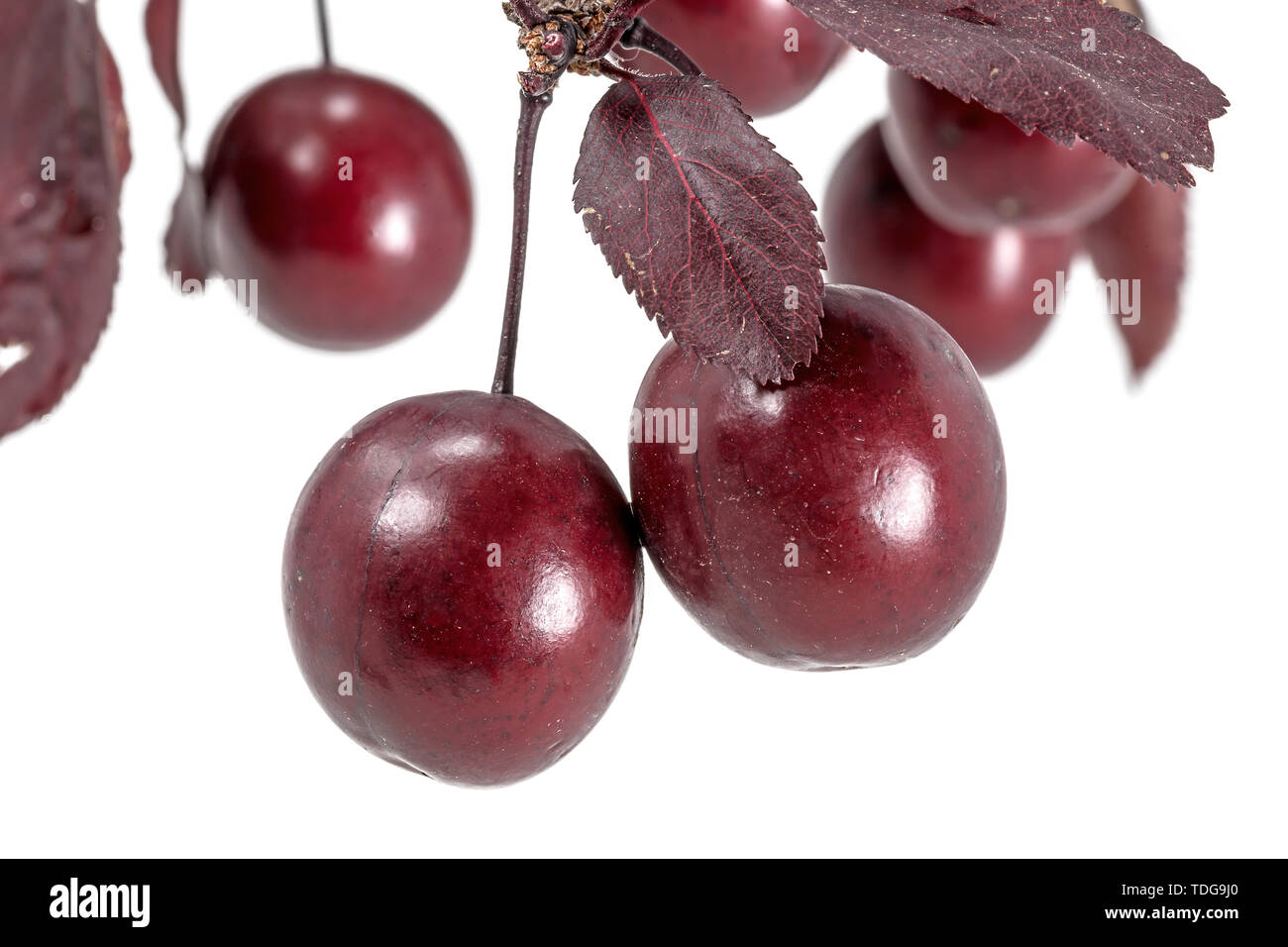 Red blood plums hang on a branch with leaves isolated on white Stock Photo