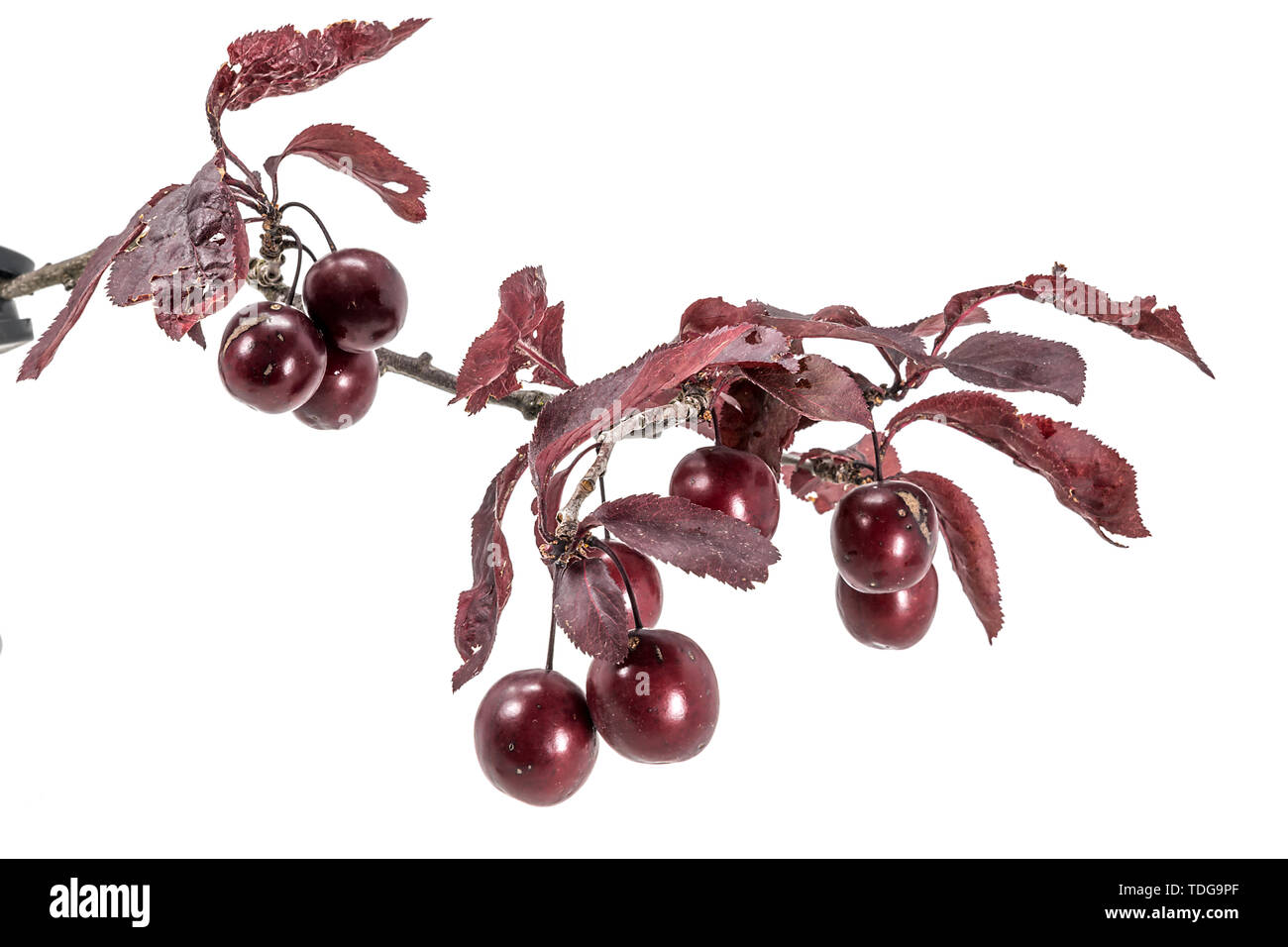 Red blood plums hang on a branch with leaves isolated on white Stock Photo