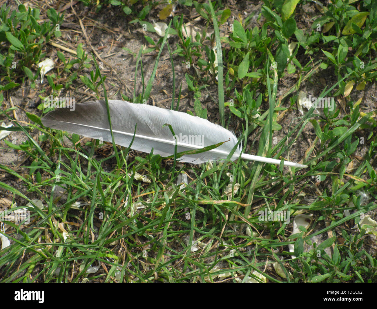 Calm Feather High Resolution Stock Photography and Images - Alamy