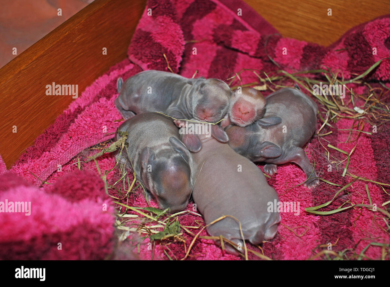 Newborn Baby Pet Rabbit Lop Bunny Bunnies Rabbits Kit Kits Super Cute Animal Babies Love Pets Stock Photo Alamy