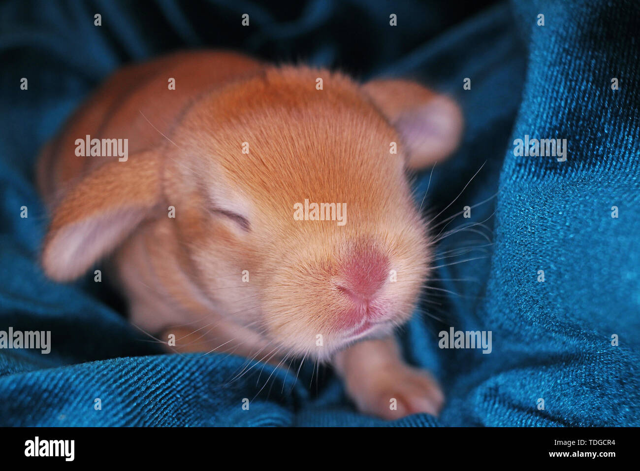 New Rabbit Baby Baby Bunnies Super Bunny Rabbit Newborn Image & Photo (Free Trial)