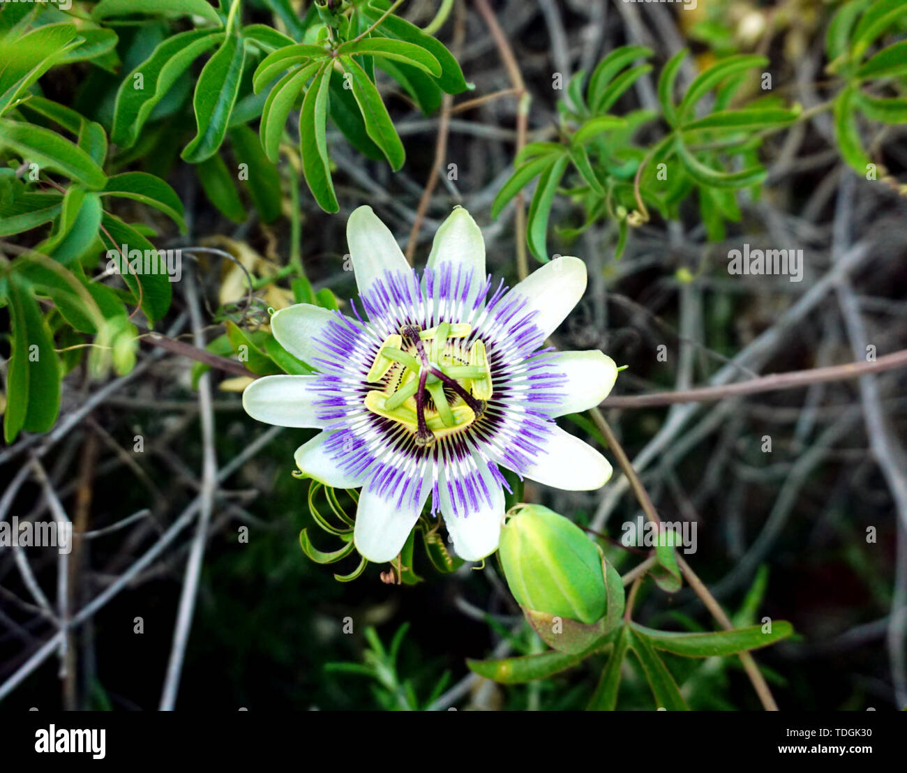 Flower of the passiflora plant or Passiflora caerulea. The blue passionflower or blue crown Stock Photo