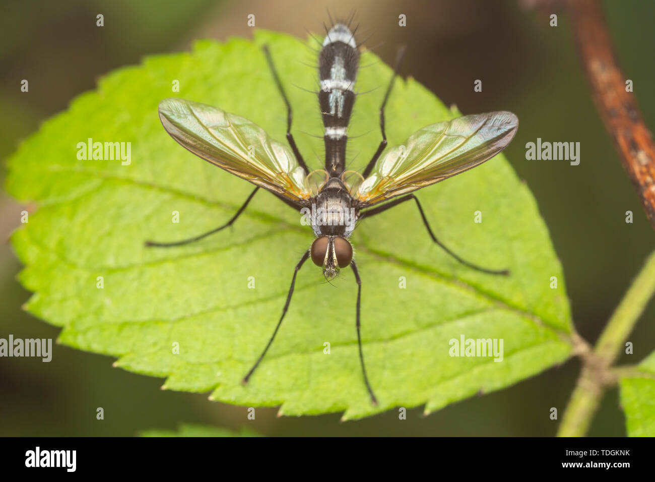 Parasitic Fly (Cordyligaster septentrionalis) Stock Photo
