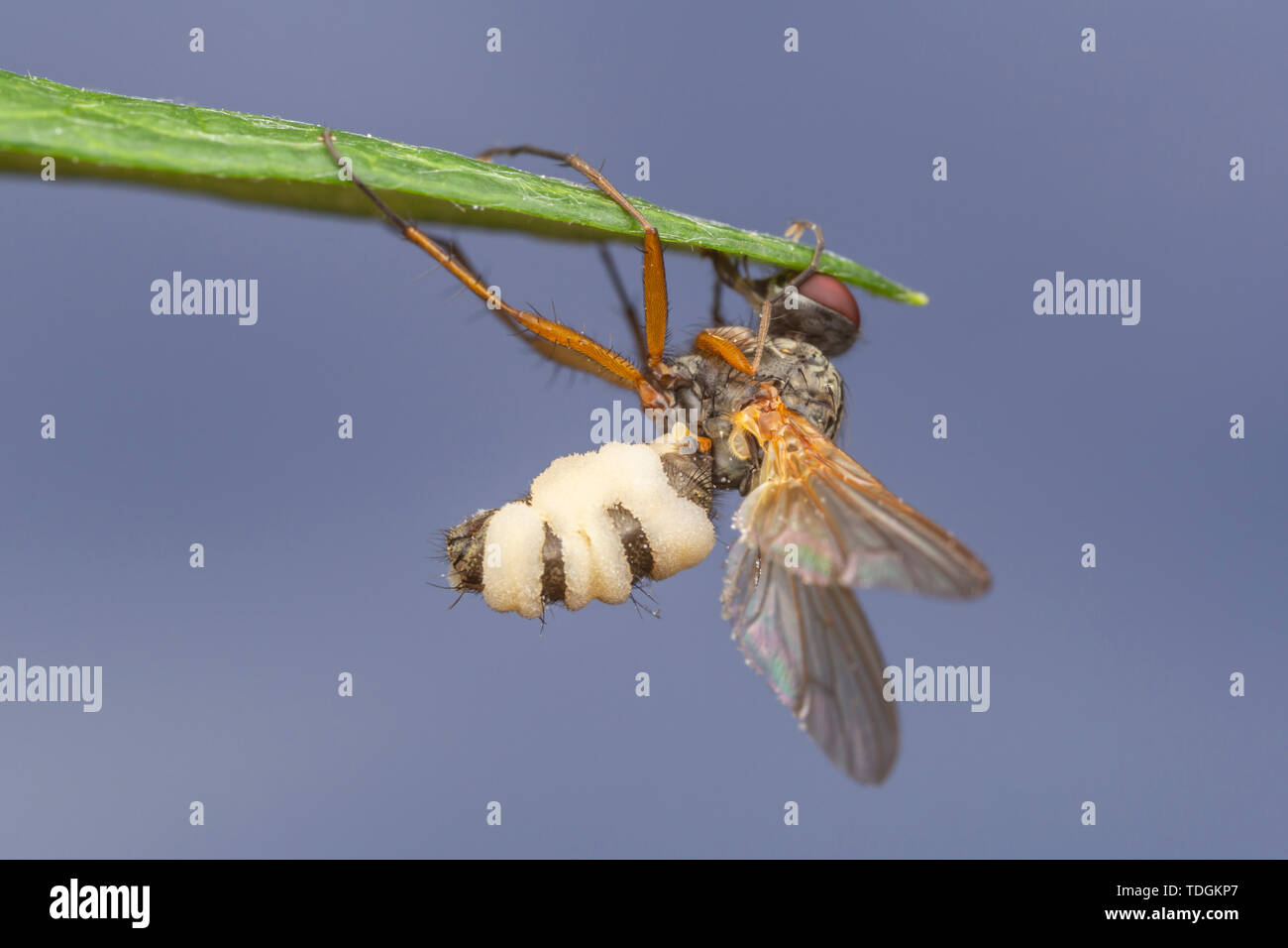A fly killed by the pathogenic fungus Entomophthora muscae aka Fly Death Fungus. Stock Photo