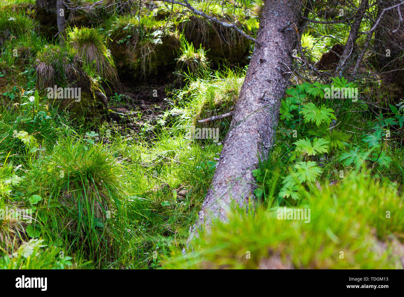 A spruce falls on the grass at the Kanasanaren Ranch in summer Stock Photo