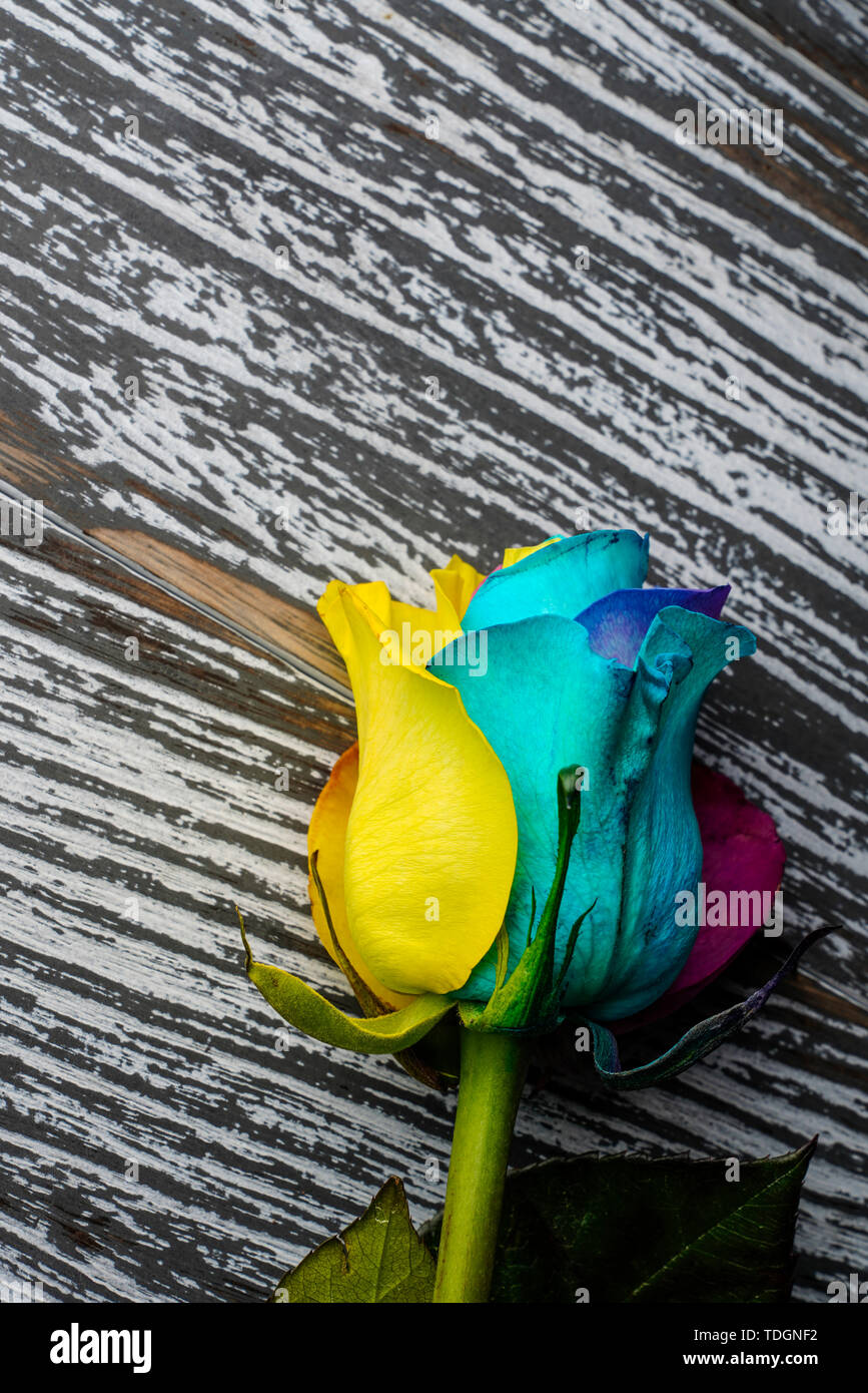 Colorful roses for Valentine's Day Stock Photo Alamy