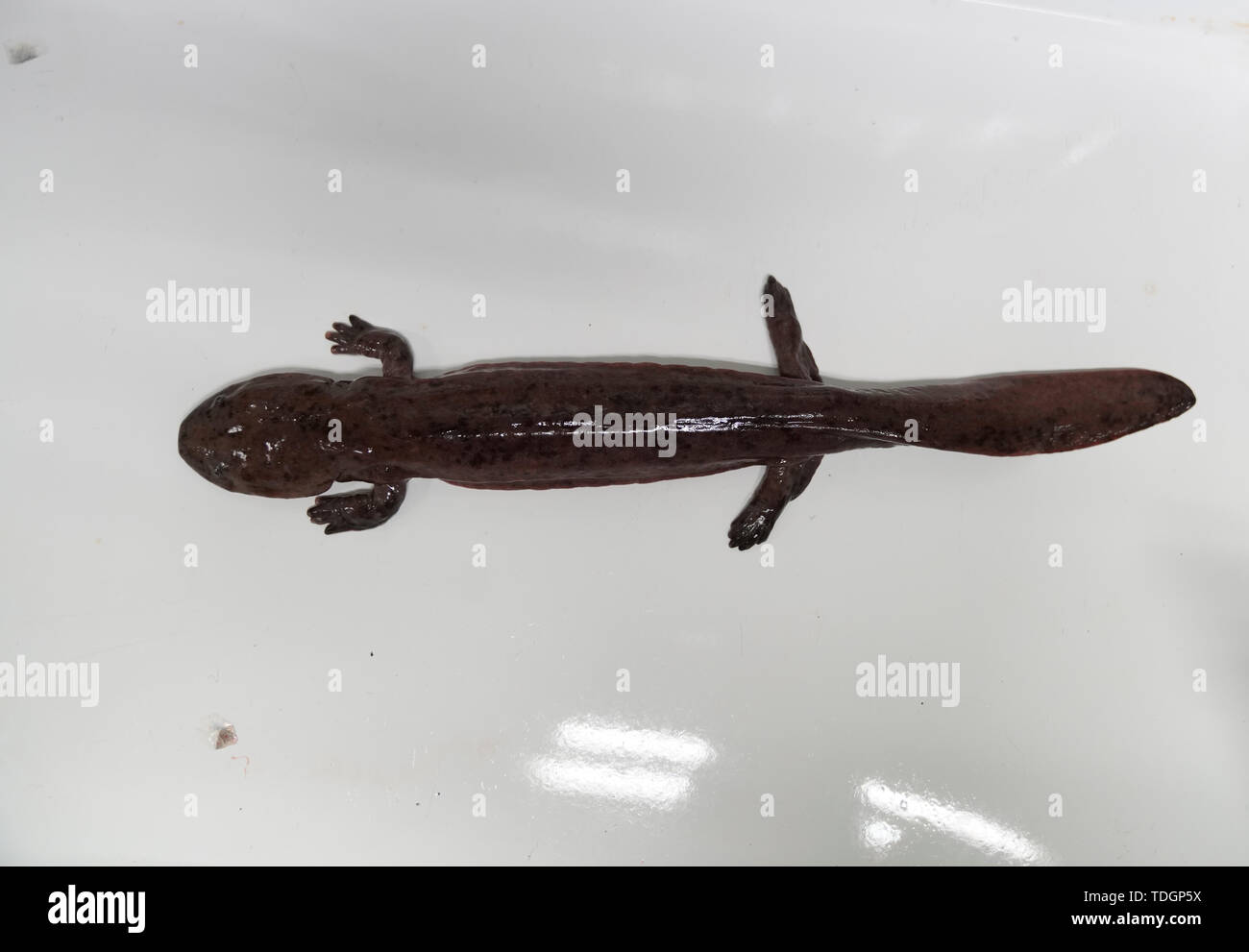 Salamander fish hires stock photography and images Alamy