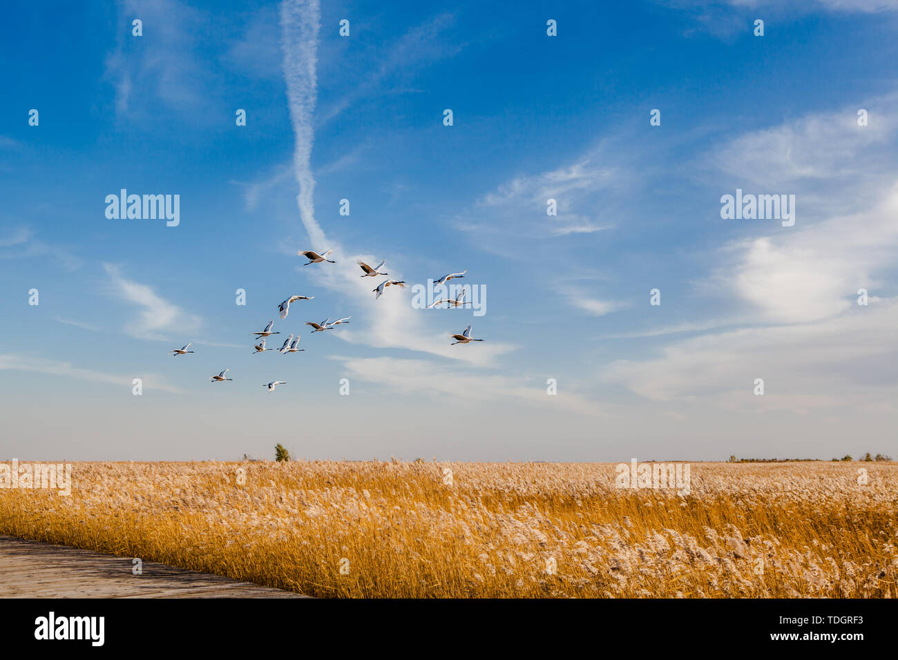 Red-crowned cranes flying Stock Photo - Alamy