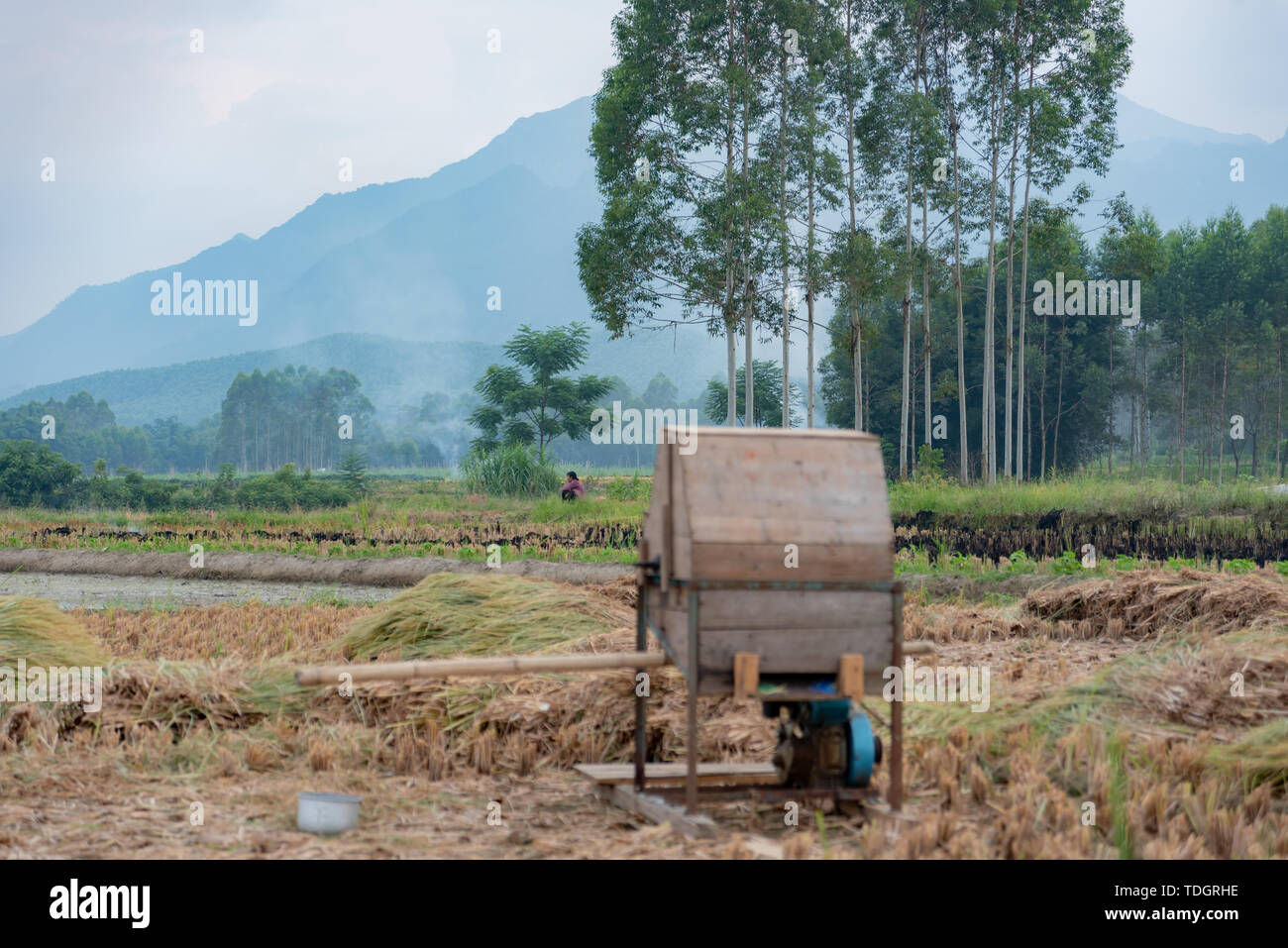 Rural farmland field after rice harvest Stock Photo - Alamy