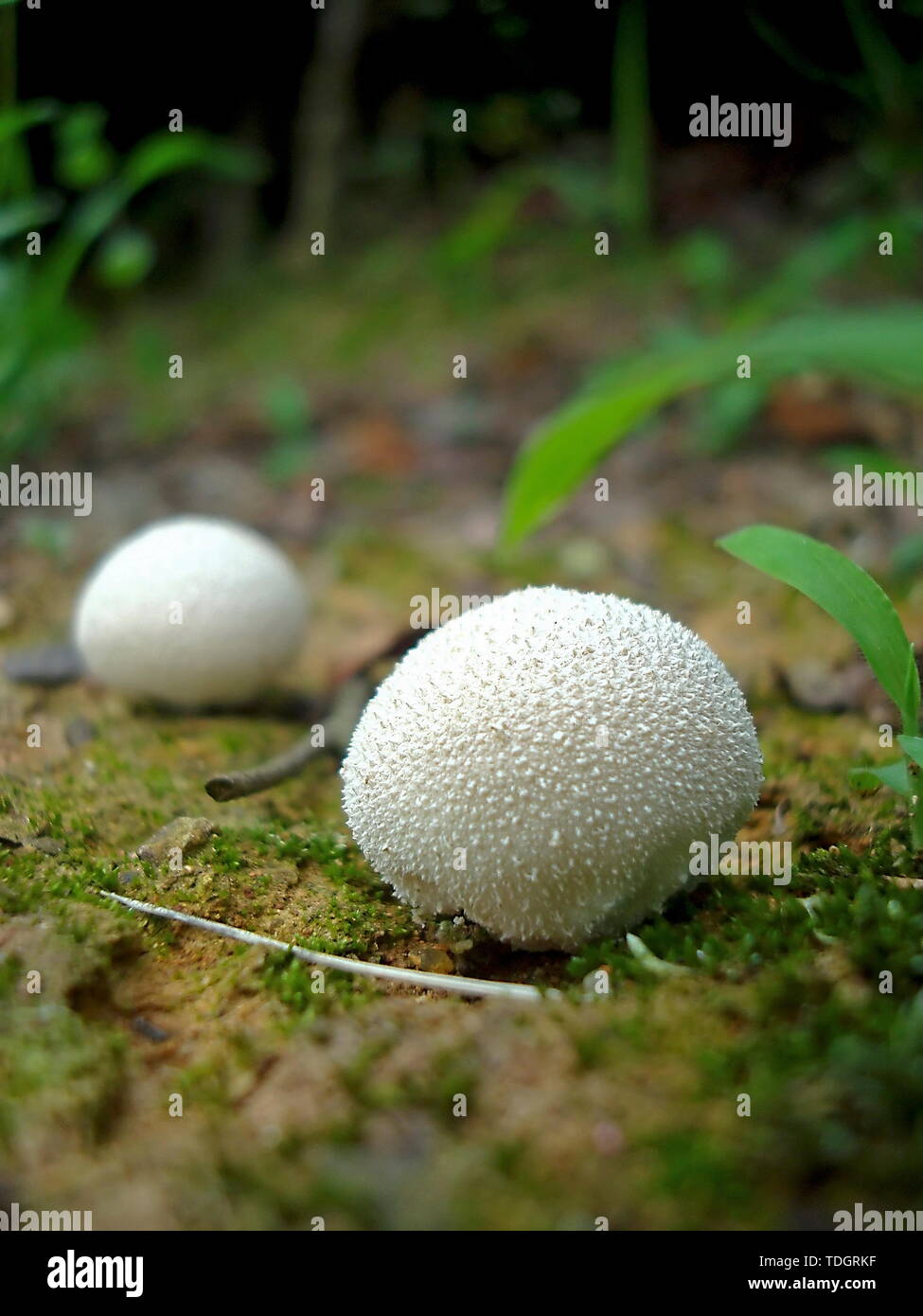 Marble fungus Stock Photo