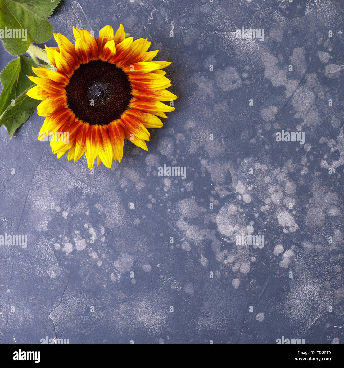 Beautiful, yellow sunflower on a black background, top view, close-up. An interesting, unusual and creative look. Flat lay. Stock Photo
