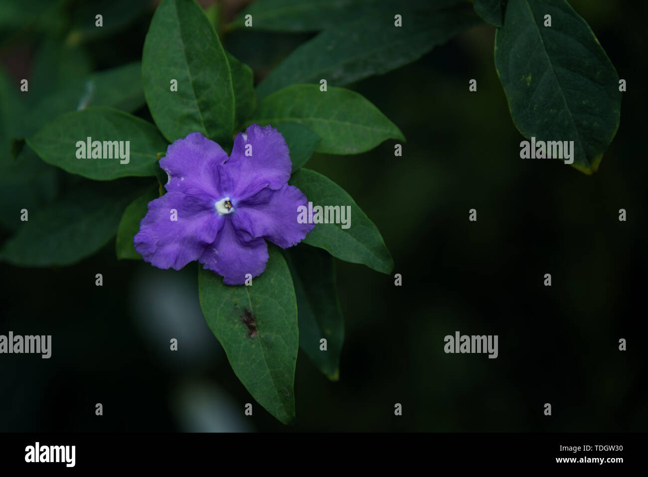 Mandarin buds hires stock photography and images Alamy
