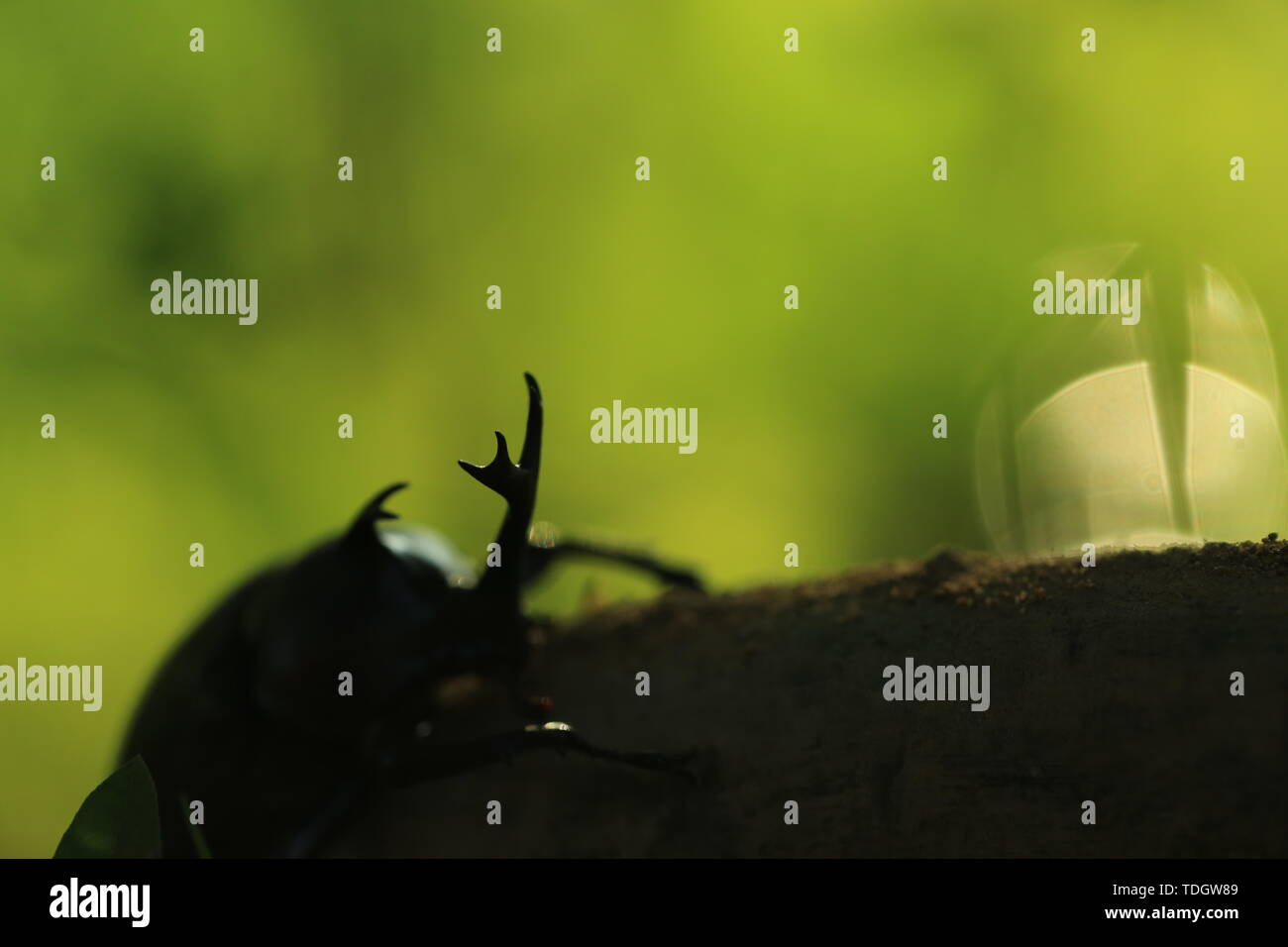 Original diagram straight out of natural ecology hi-res stock ...