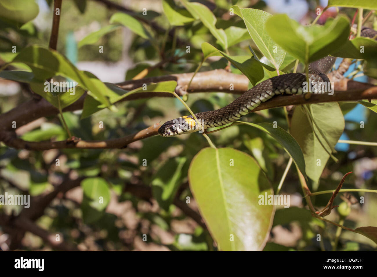 Closeup of a grass snake in the branches of a tree in a garden Stock Photo