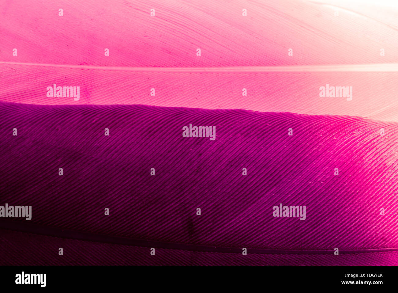 Studio shot photo of colored bird feathers as texture background Stock ...