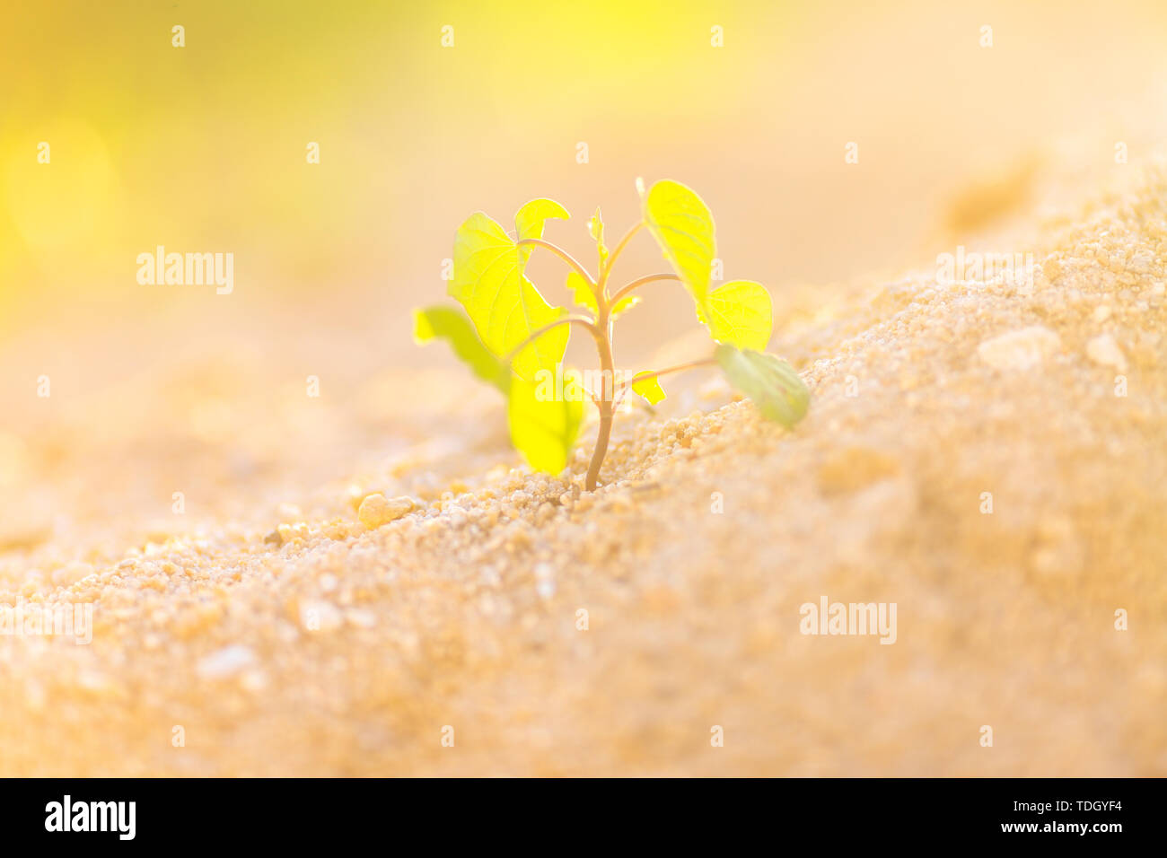 Small Saplings Saplings grow hi-res stock photography and images - Alamy