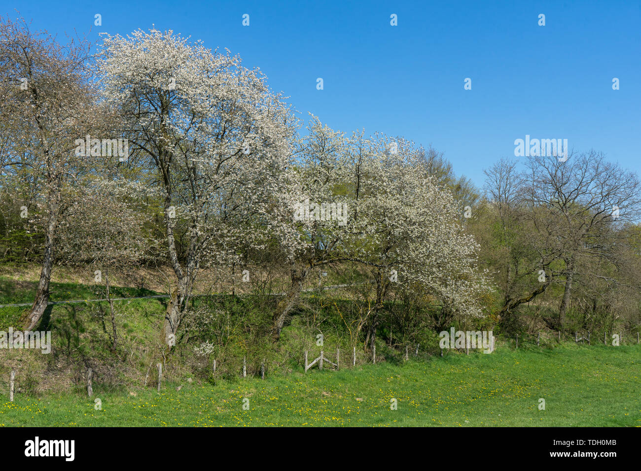 Landscape of the nature sanctuary of the german city called Hallenberg Stock Photo