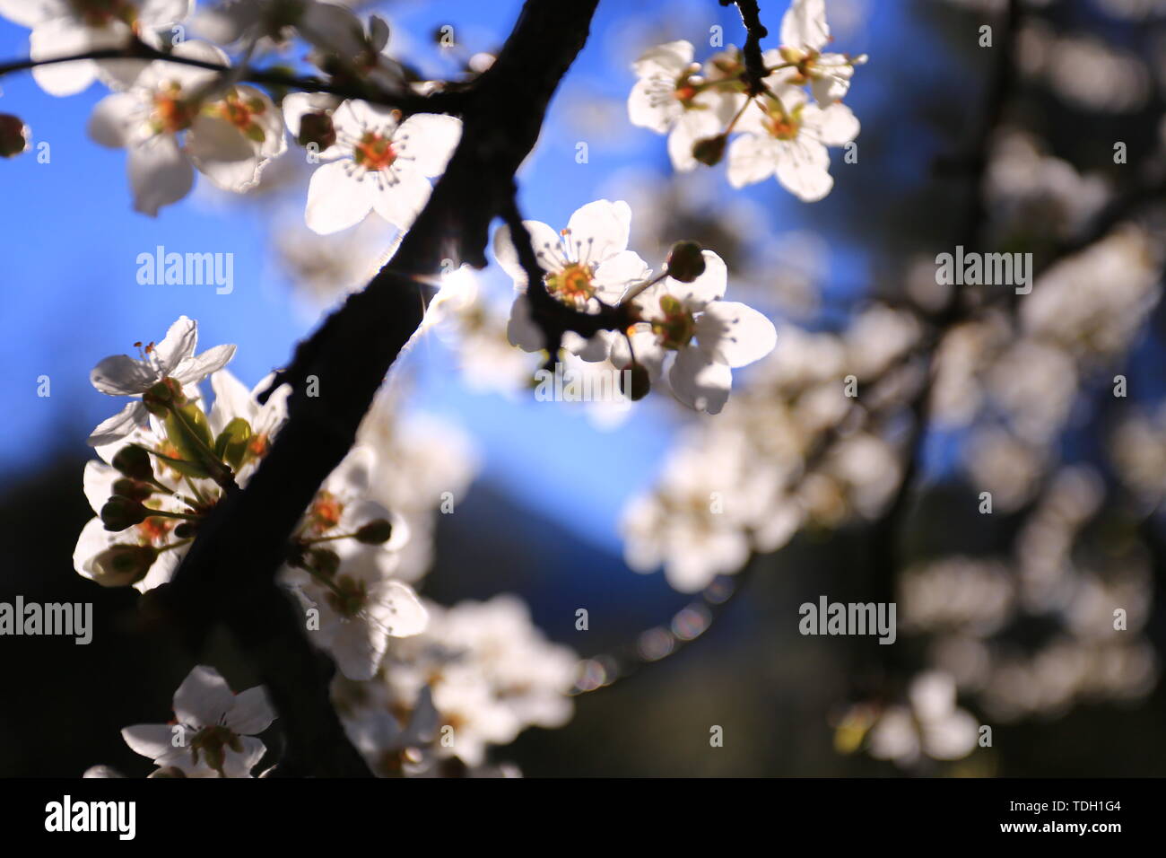 Cherry blossoms in Queenstown, New Zealand Stock Photo Alamy