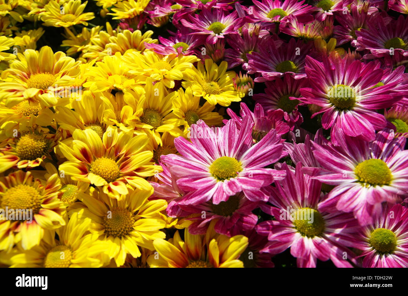 Dutch chrysanthemum hi-res stock photography and images - Alamy